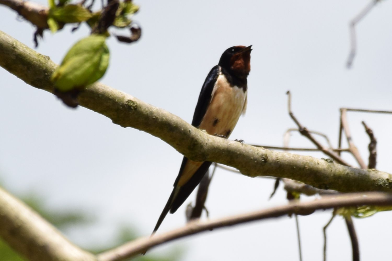 Birds in the garden