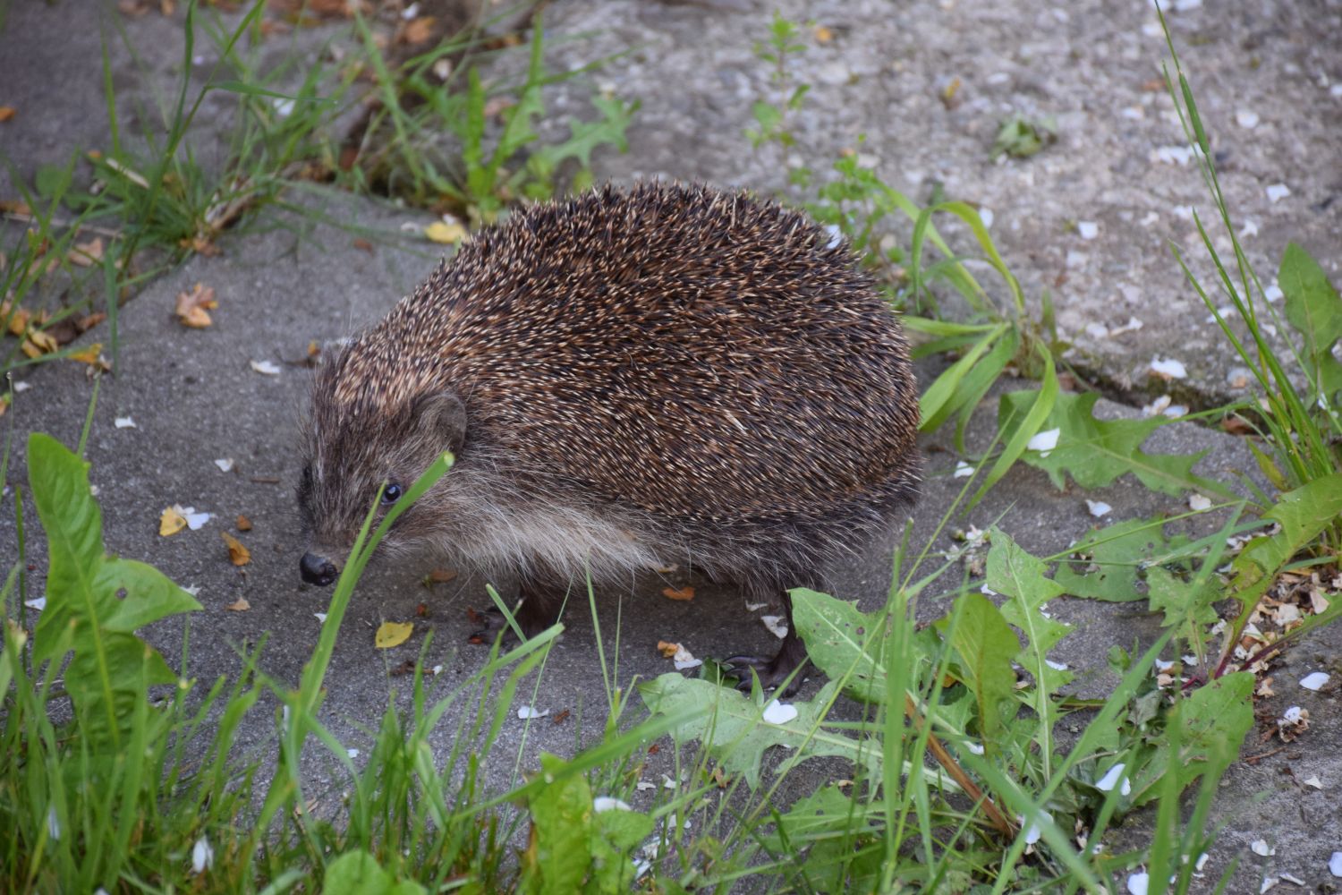 Hedgehog in the garden