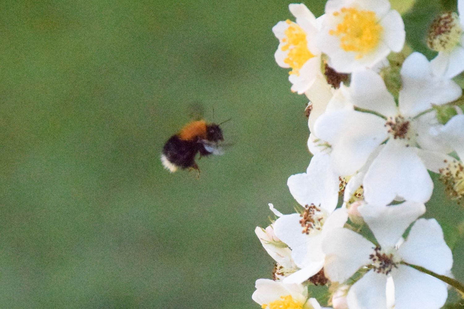 Bees in the garden