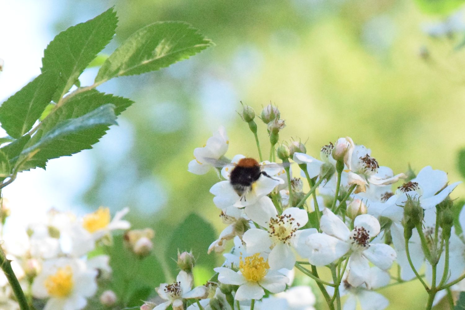 More bees in the garden