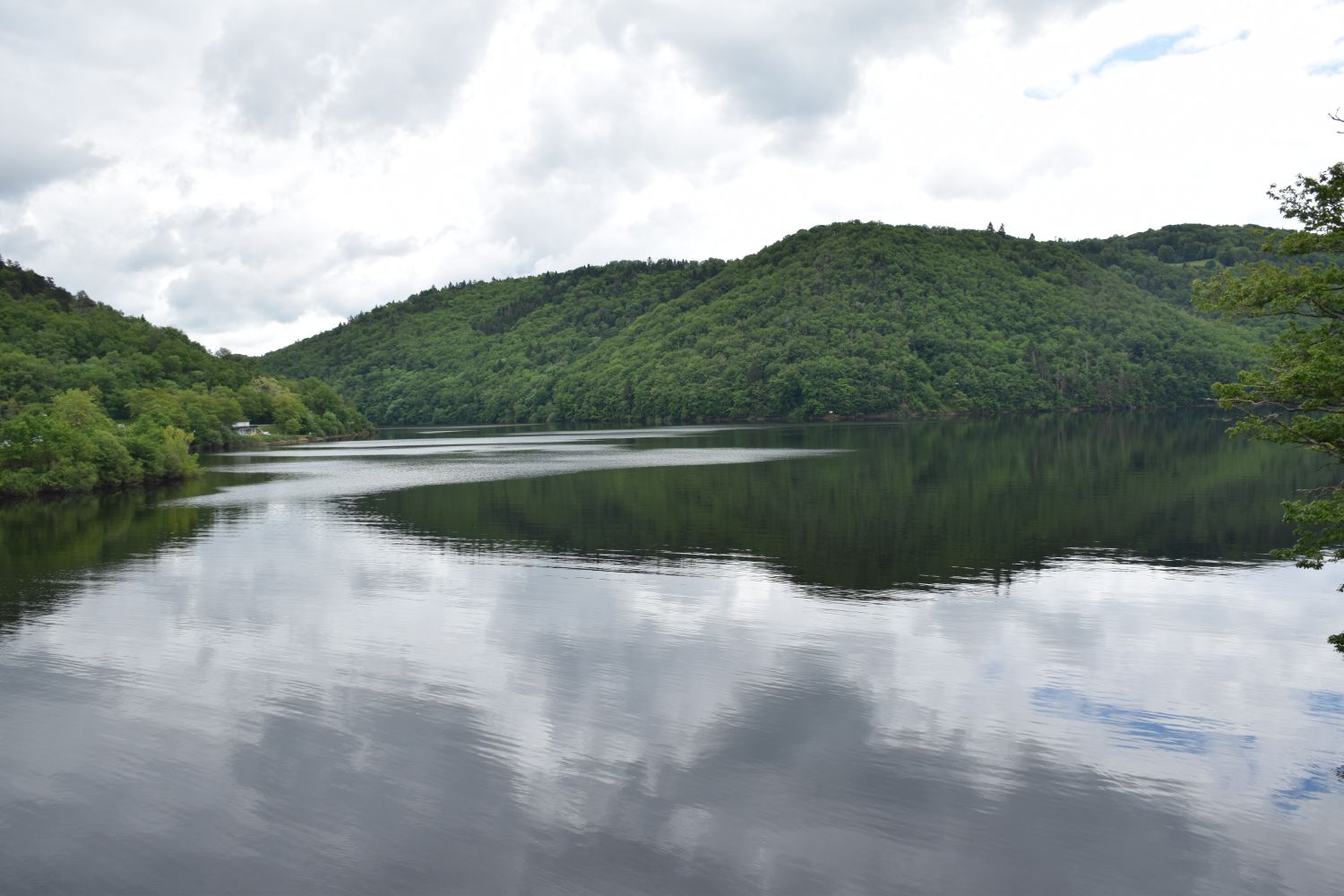 Water and trees