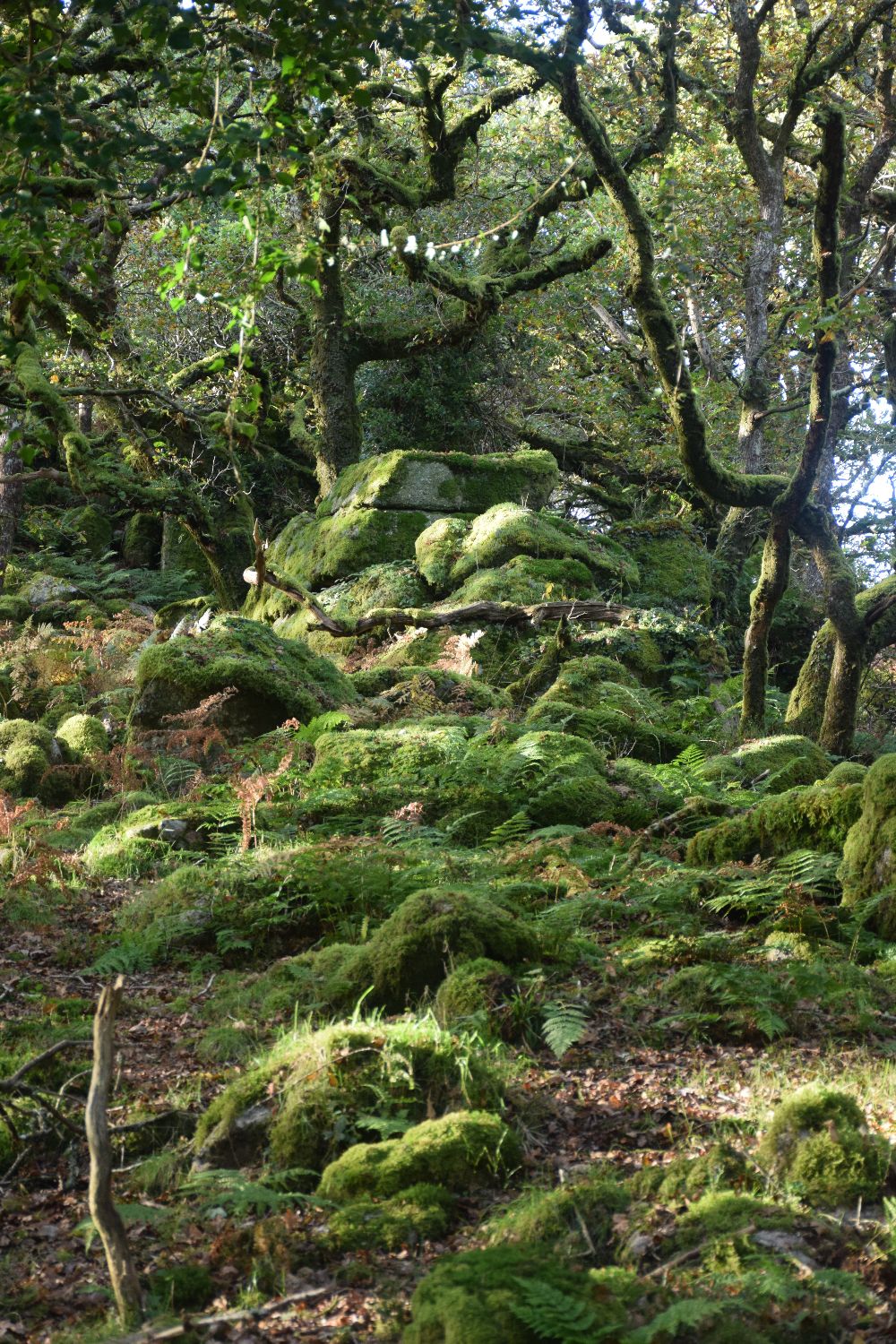 Dartmoor