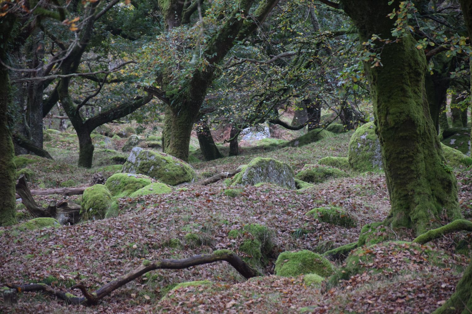 Dartmoor