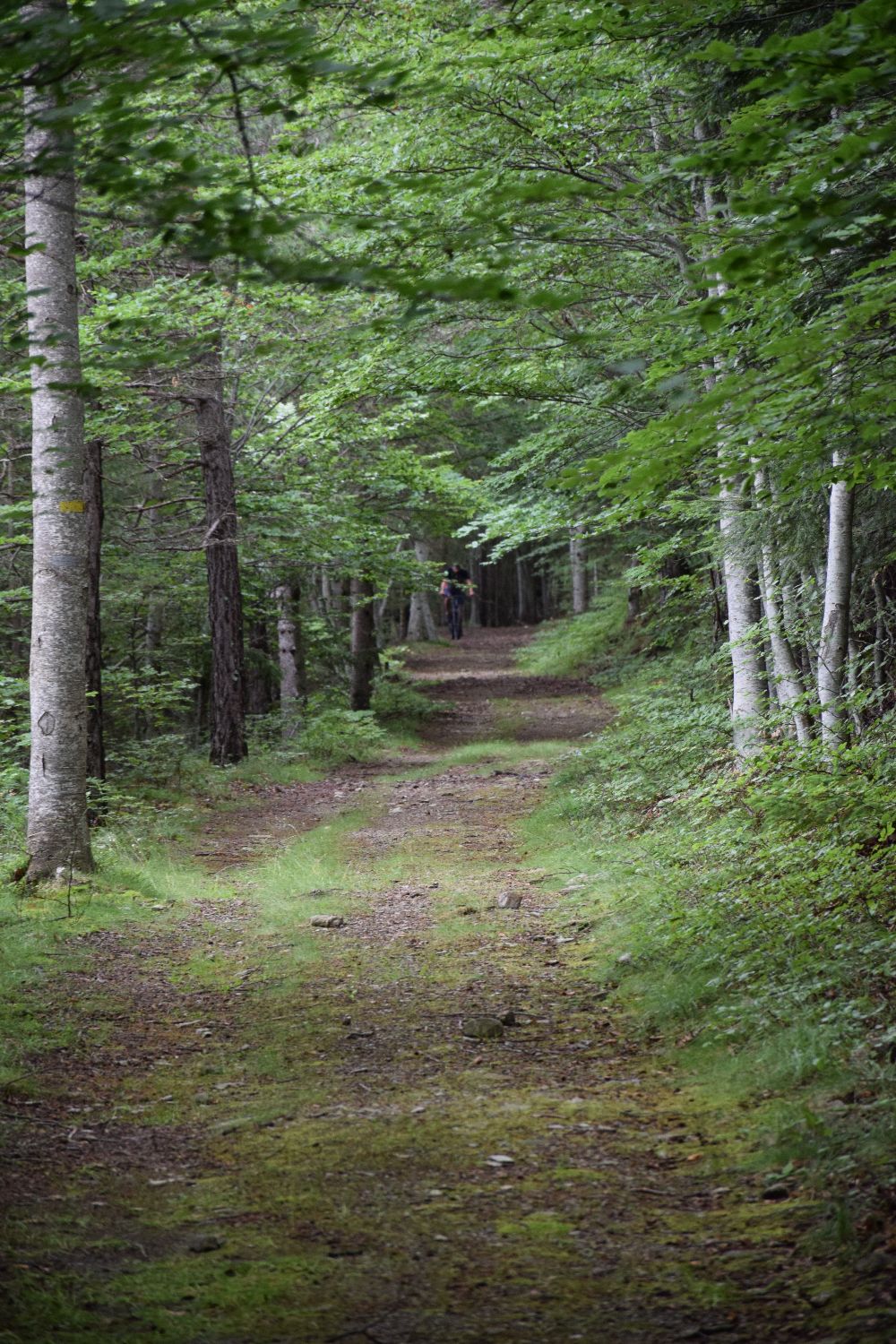 Old train track