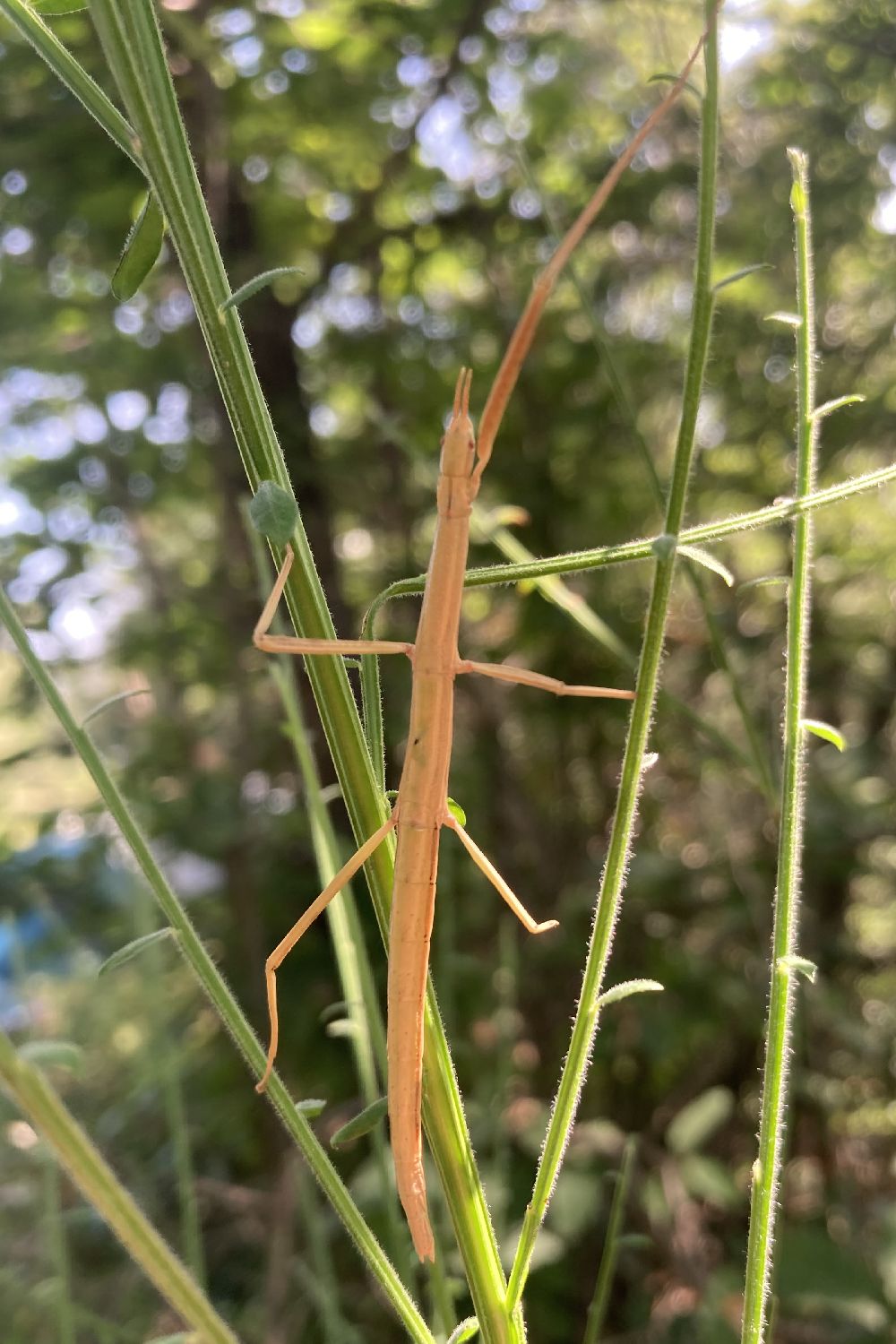 Walking stick