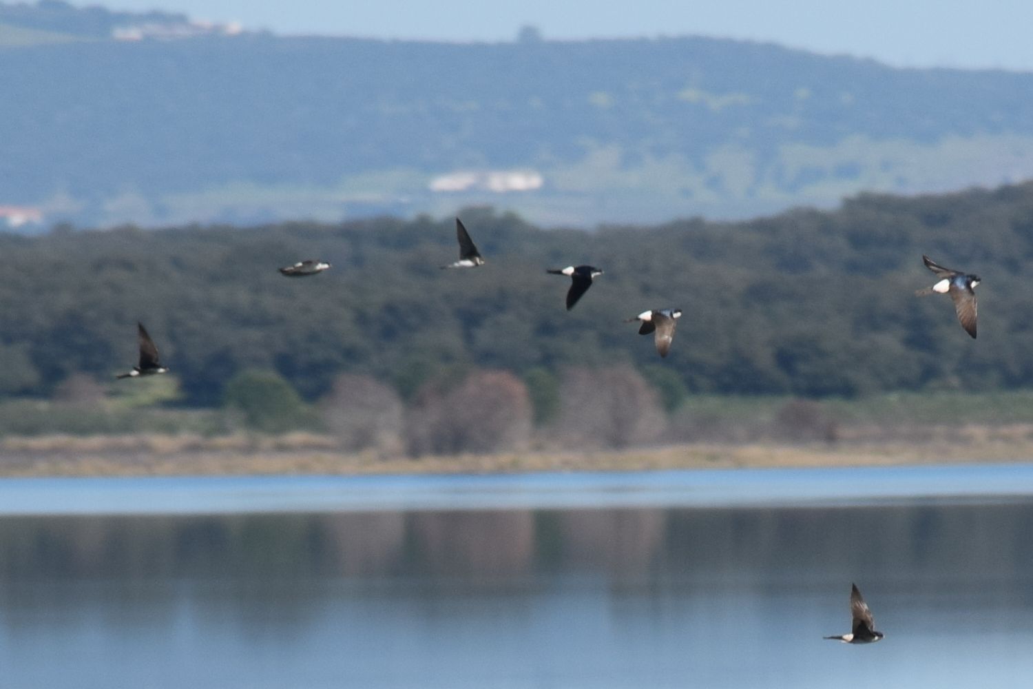 Swallows