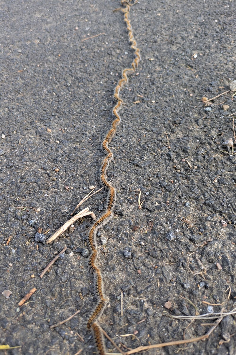 Processionary Caterpillars